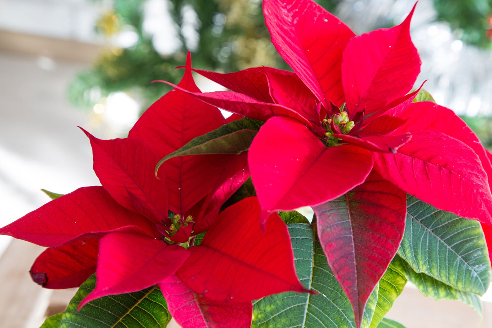 Christmas Plants: How to Create an Indoor Holiday Garden