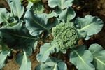 Green Broccoli Plant