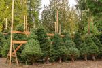 Christmas Tree Farm With Several Different Trees