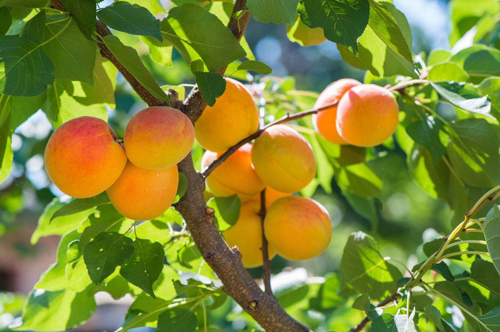 Apricot Tree Care - How To Grow Apricots At Home