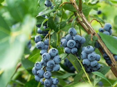 Bush Full Of Blueberries