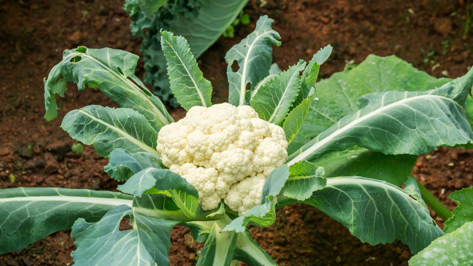 Cauliflower Planting Tips: Best Time To Plant Cauliflower