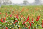 Field Of Red Chili Peppers