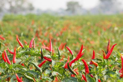 Field Of Red Chili Peppers