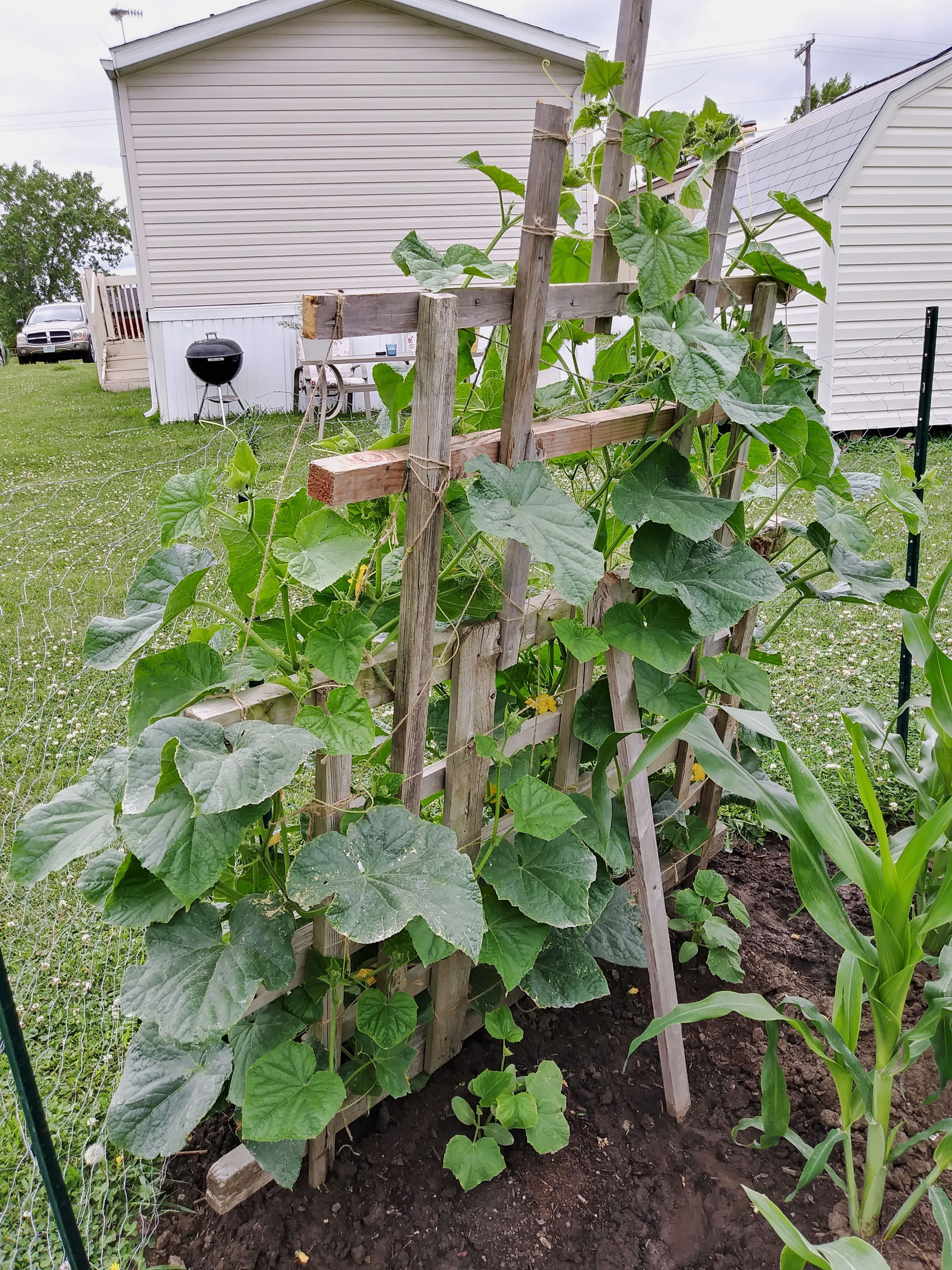 making a cucumber fence: growing cucumbers on a fence