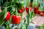 Green And Red Bell Pepper Plants