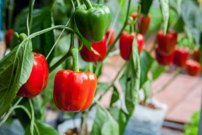 Green And Red Bell Pepper Plants