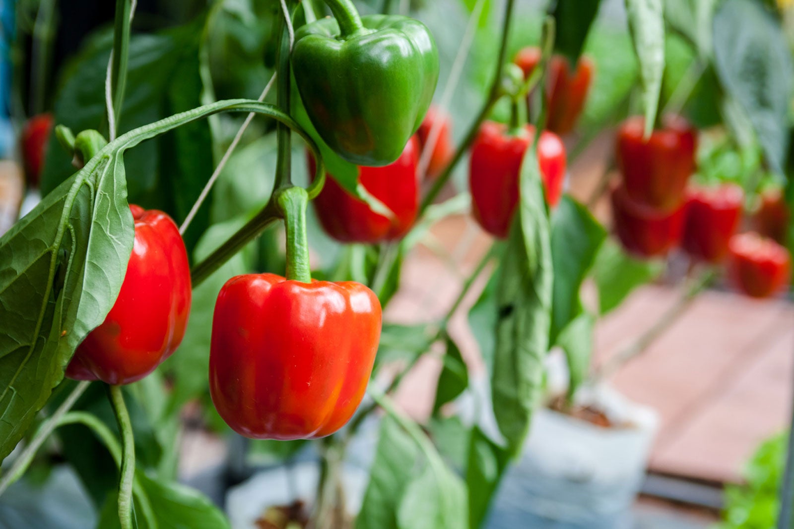 Bell Pepper Plant Care: How Do I Grow Peppers At Home