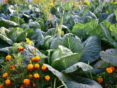 Marigolds and cabbage growing together