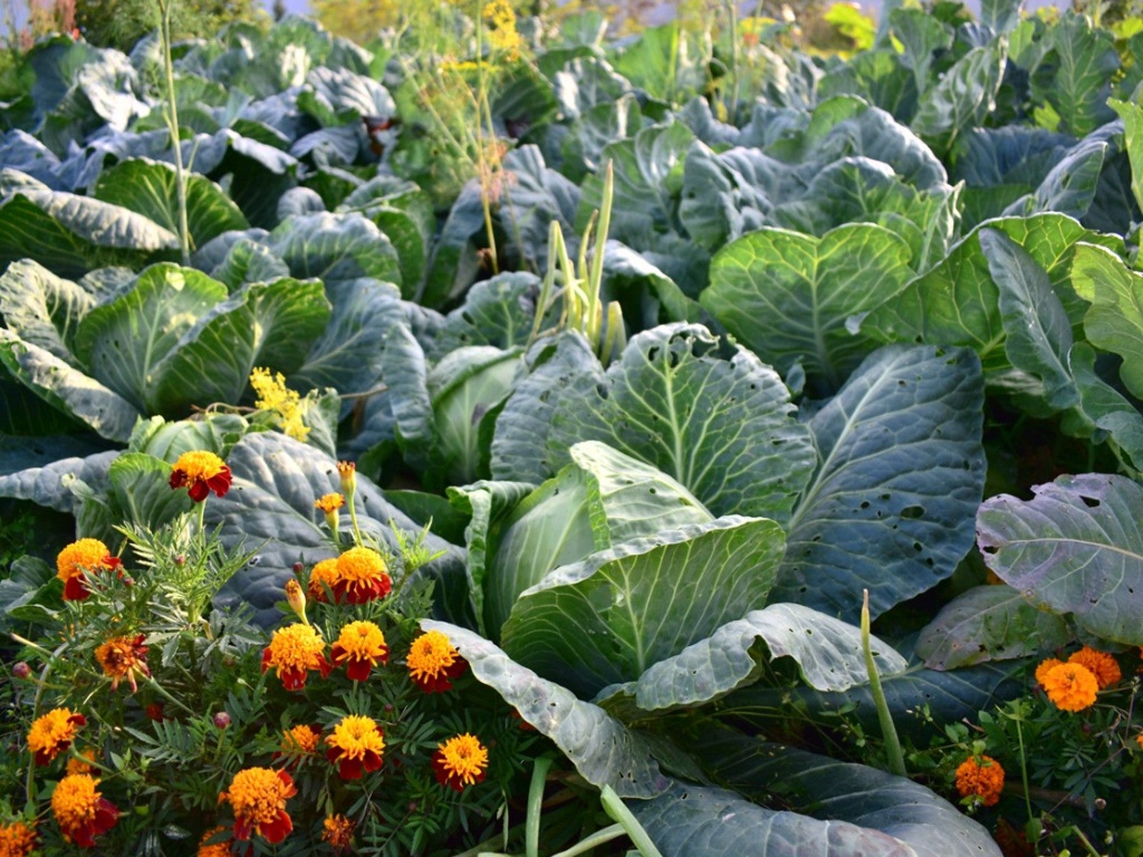 Image of Chinese cabbage and basil companion plants