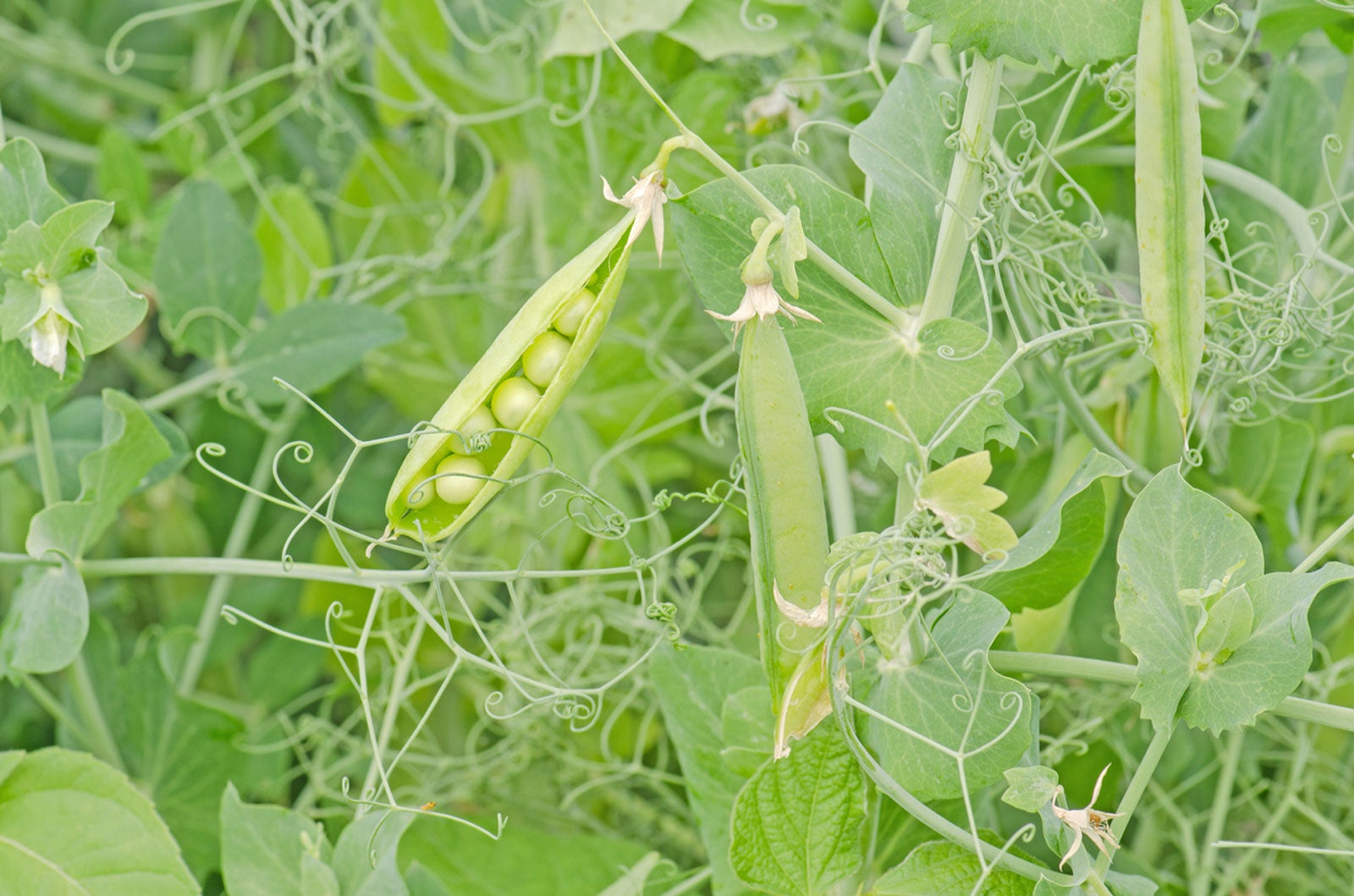 Pea plant care