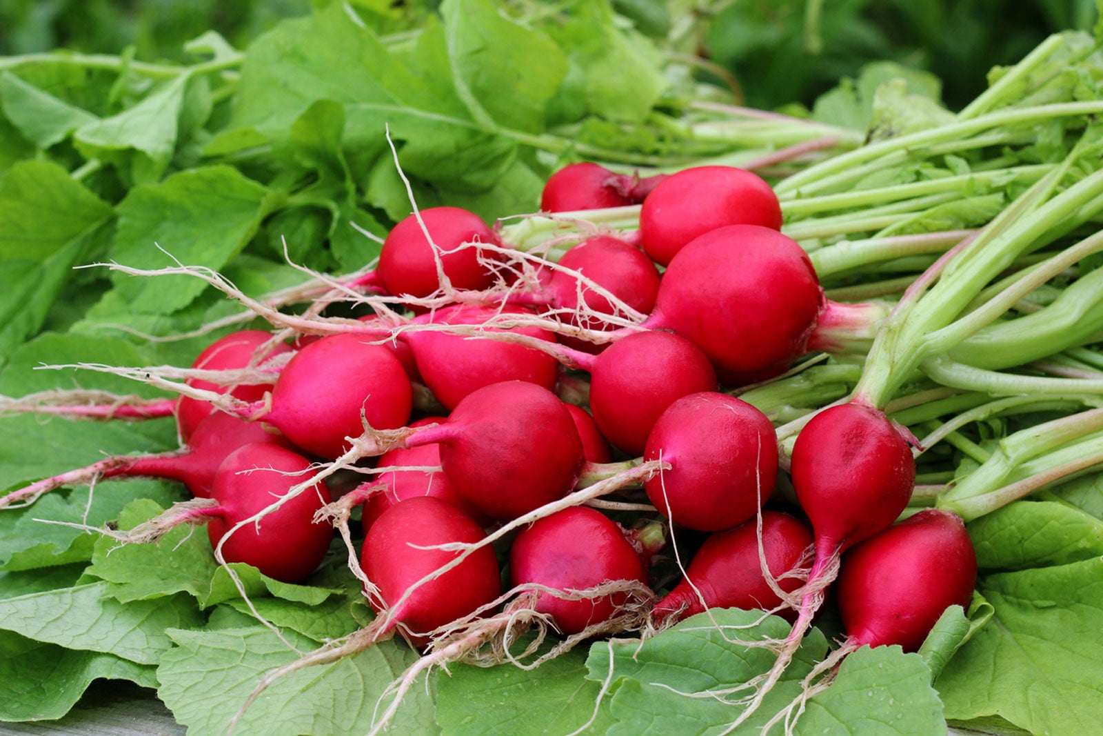 How Are Radishes Grown – Learn About Growing Radish Plants