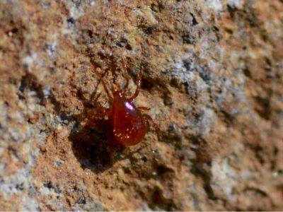 A Red Spider Mite