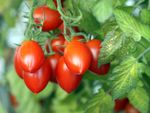 Small Roma Tomatoes