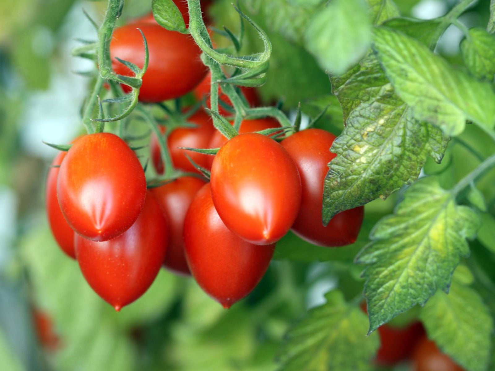 New way to plant tomatoes in your garden