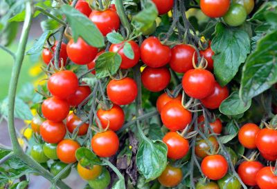 Planting Cherry Tomatoes How To Grow, How To Grow Cherry Tomatoes In A Raised Garden Bed