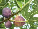 Fig Tree With Large Fruits