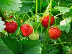 Strawberry Plant With Berries