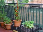 Multiple Vegetable Plants Growing On Balcony