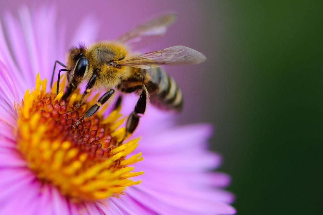 How To Attract Bees Growing A Honeybee Garden