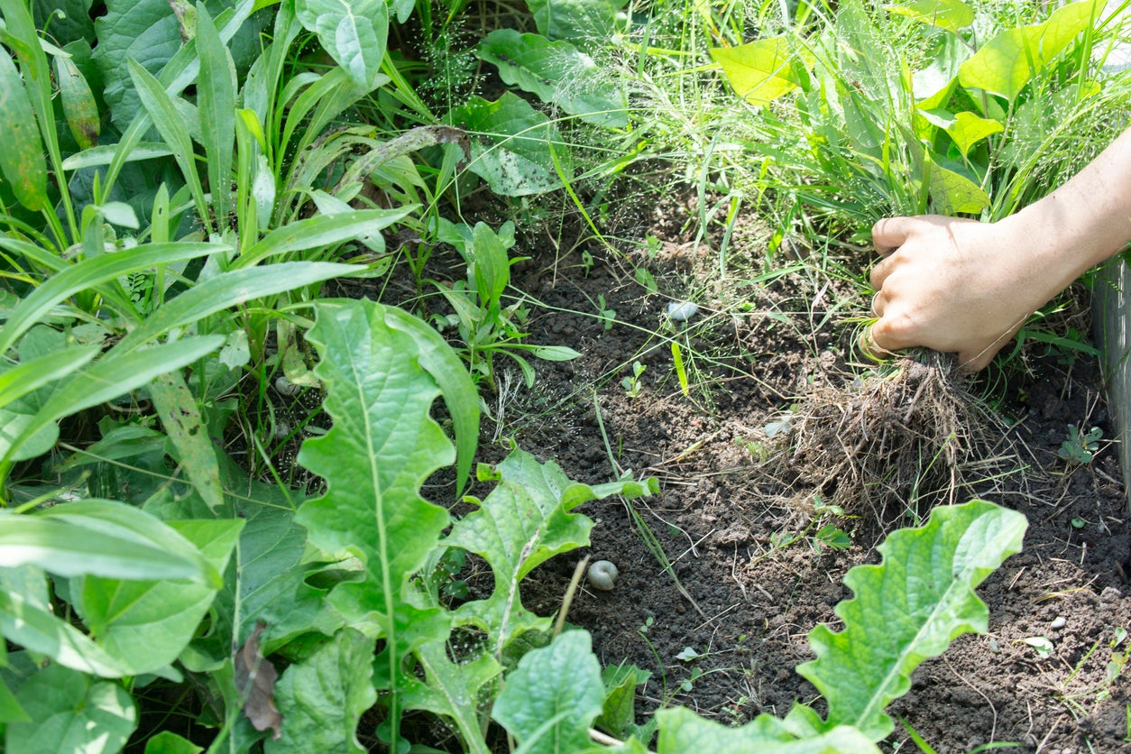 Soil Types And Weeds - How To Tell Which Soil You Have By The Weeds