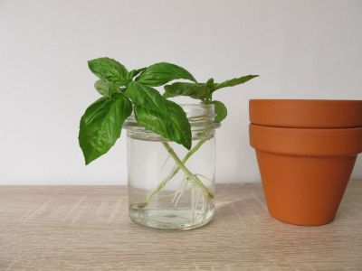 Propagating Basil In Glass Jar Of Water
