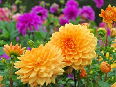 Multicolored Dahlia Flower Garden