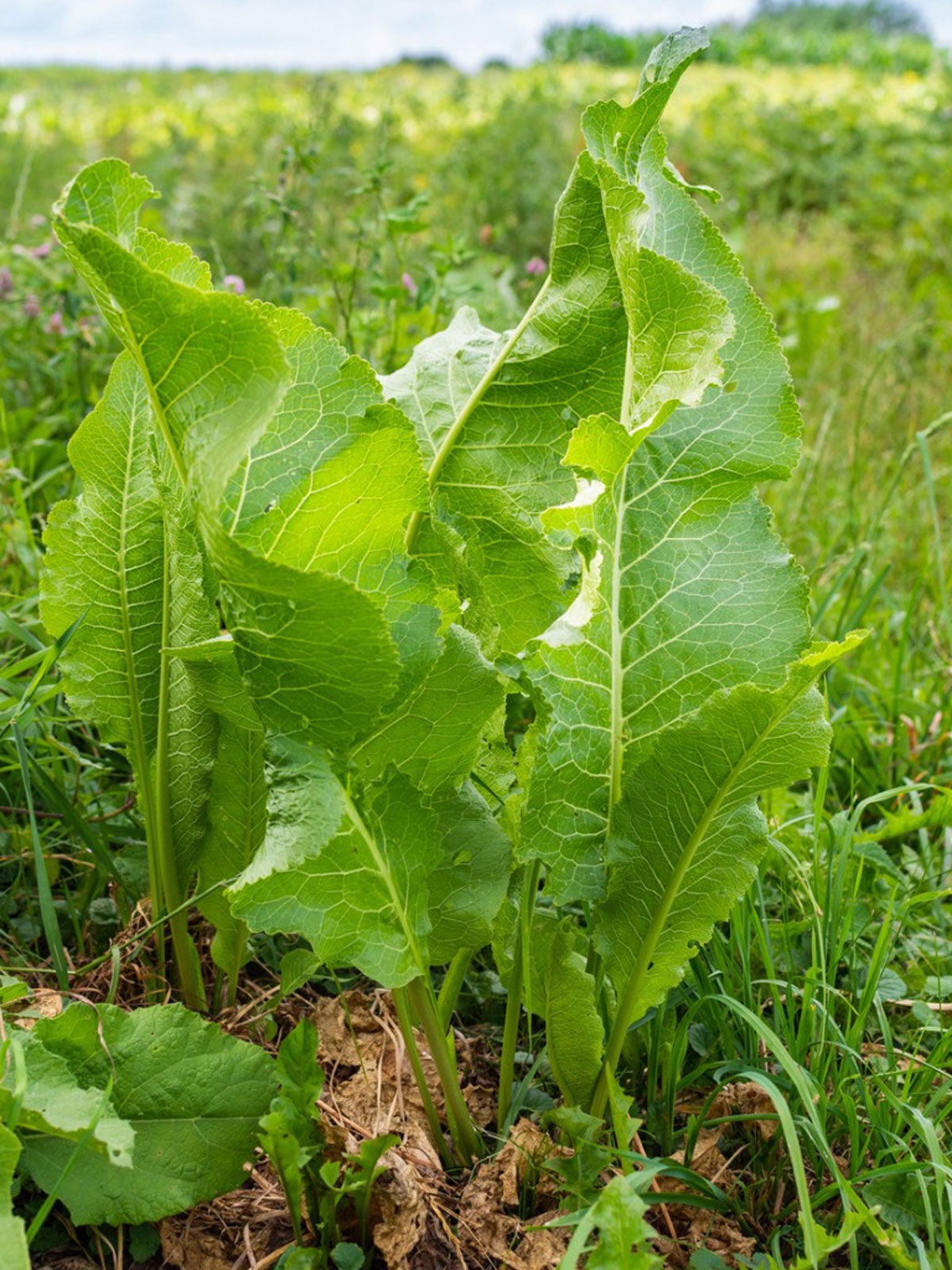 Controlling Horseradish Tips To Get Rid Of Horseradish Plants,Pizza Toppings
