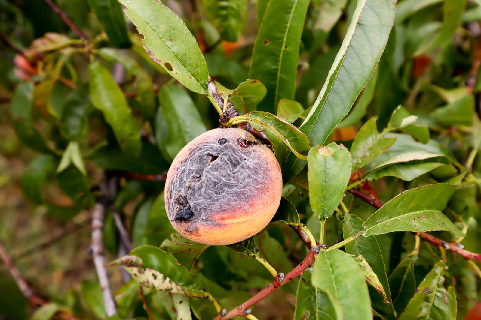 Peach tree losing fruit