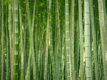 Tall Green Bamboo Plants