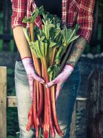 Gardener Holding Long Rhubarb