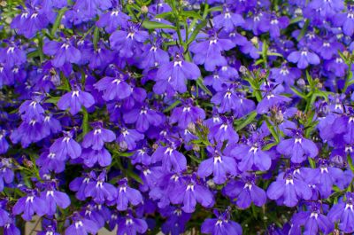Purple Lobelia Flowers