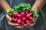 Hands Holding Red Radishes