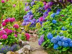 Brick Path In Beautiful Colorful Garden