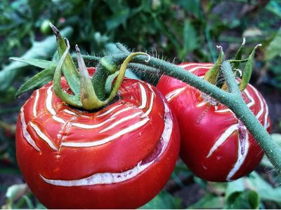 Splitting And Cracking Tomatoes