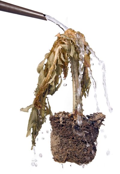 Uprooted Plant Being Watered