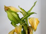 Plant Leaves Wilting And Turning Yellow