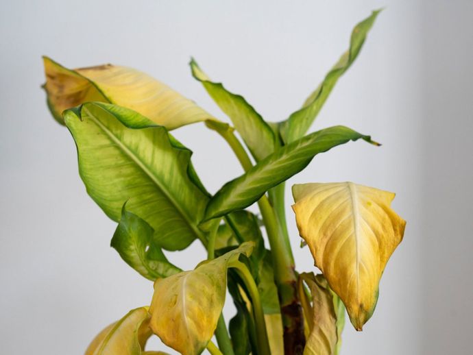 Yellowing Leaves On Plants - Reasons For Leaves Turning Yellow