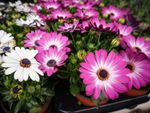 Bright Pink and White Potted African Daisies