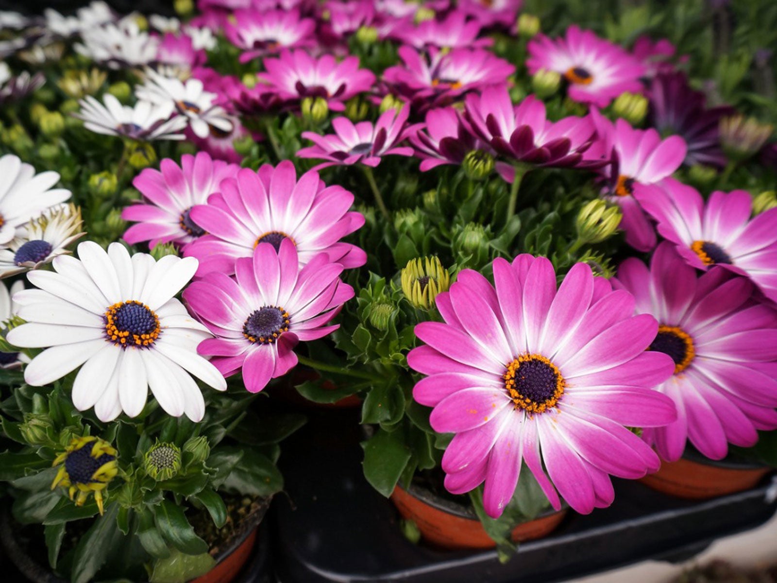 Growing Osteospermum How To Care For African Daisies