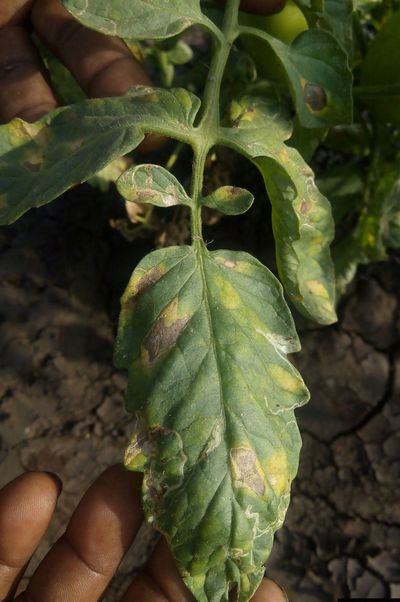 Tomato Plant Affected by Alternaria Leaf Spot Fungus