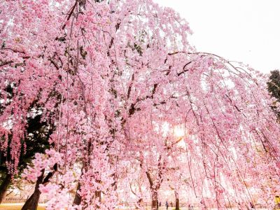 Large Pink Weeping Cherry Tree