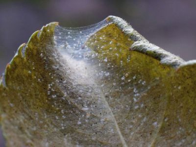 Spider Mites On Plant Leaf