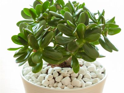 Small Potted Jade Plant