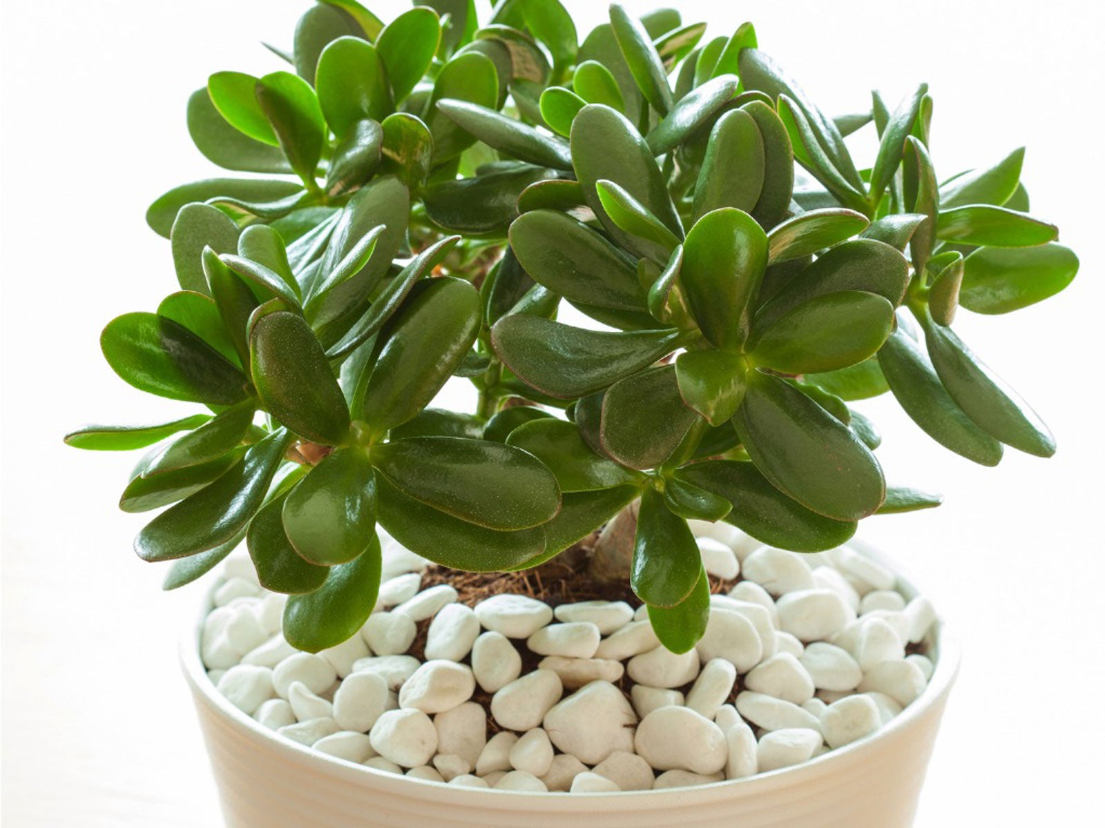 Jade Plant Care Instructions: How To Care For A Jade Plant