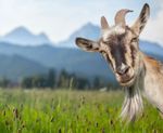 Goat In Field With Mountain Scenery