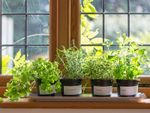Indoor Potted Herb Garden On Windowsill