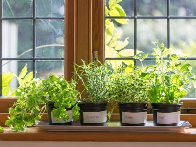 Growing Herbs Indoors How To Grow, Small Herb Garden