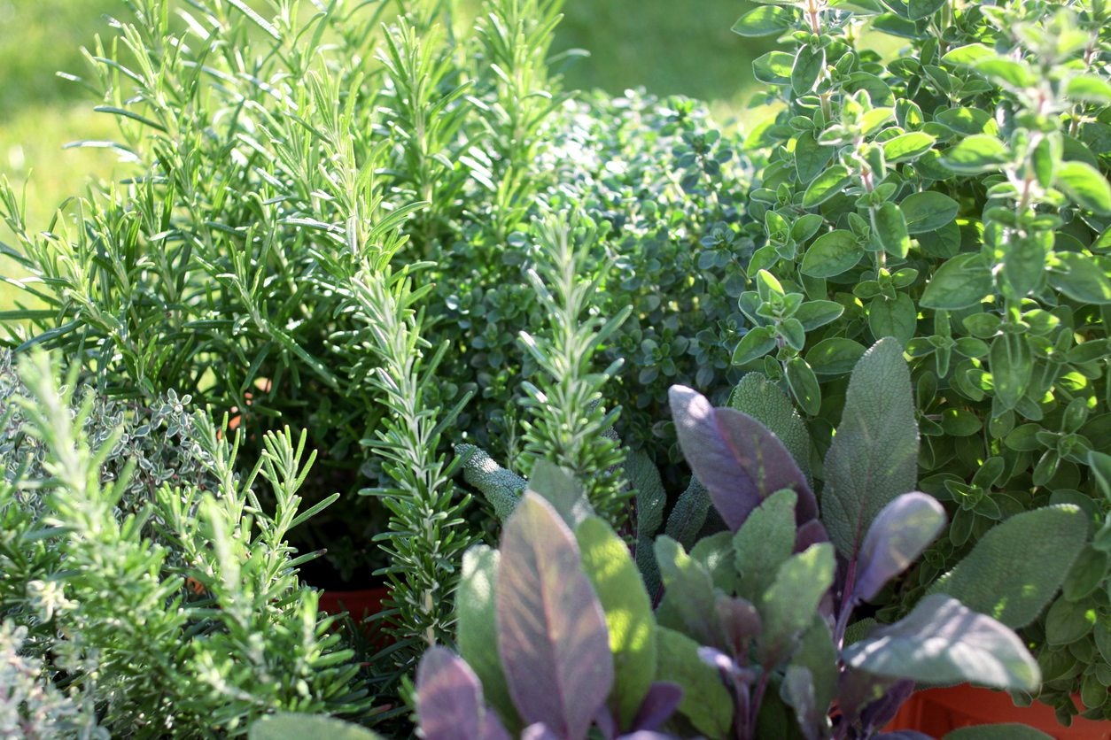 Starting An Herb Garden: How To Plant An Herb Garden