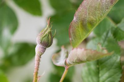 Powdery Mildew On Rose Plant Buds And Leaves